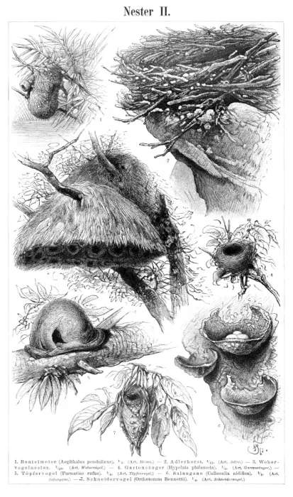 Framed Print : Bird nest engraving 1897 Framed Print : Bird nest engraving 1897
