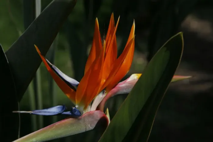 Framed Print : Bird-of-Paradise Flower (Strelitziaceae) Framed Print : Bird-of-Paradise Flower (Strelitziaceae)