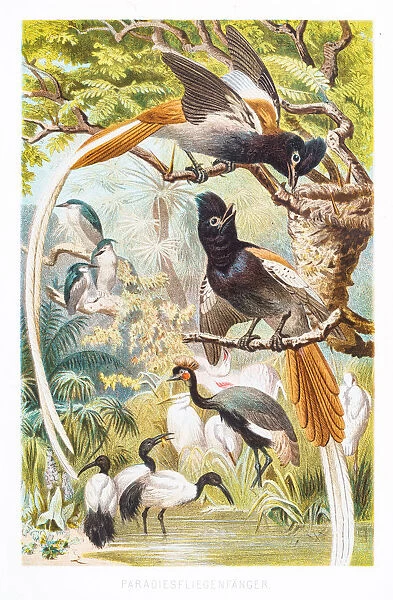 Bird of Paradise 1882