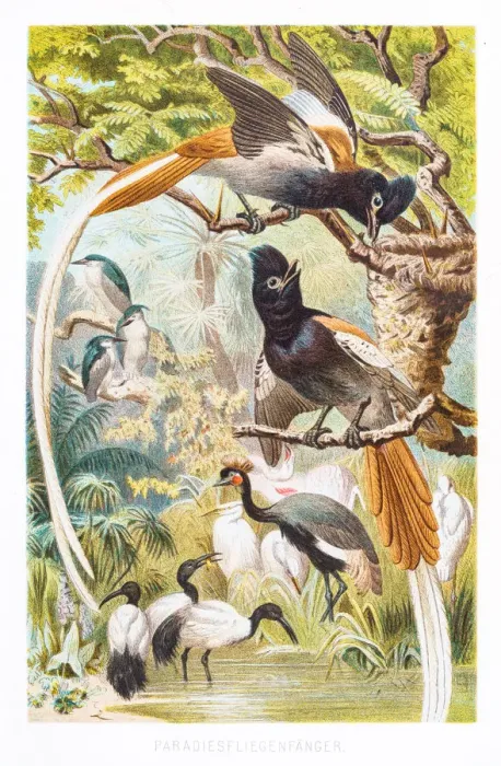 Framed Print : Bird of Paradise 1882 Framed Print : Bird of Paradise 1882