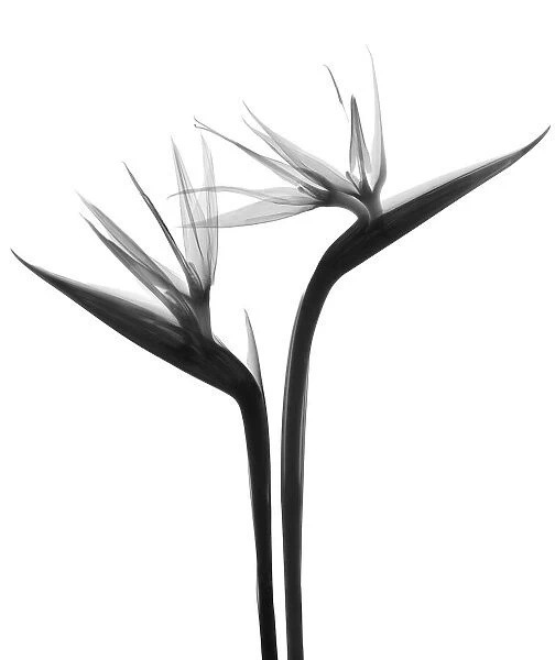 Two bird of paradise flowers (Strelitzia sp. ), X-ray