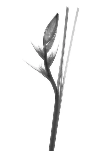 Bird of paradise (Strelitzia sp. ), X-ray
