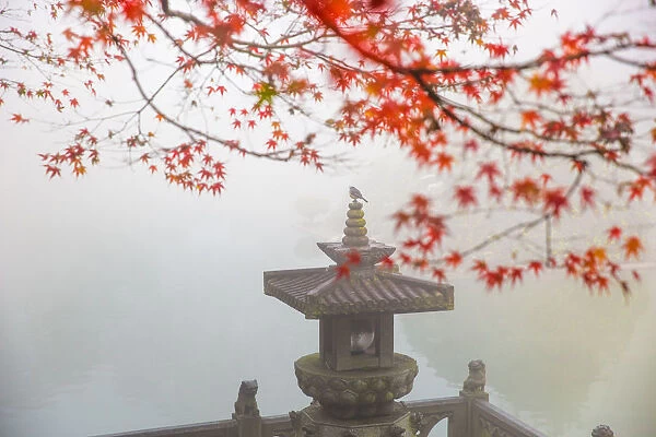 A bird perches on stone lantern under maple trees in foggy morning, Hangzhou