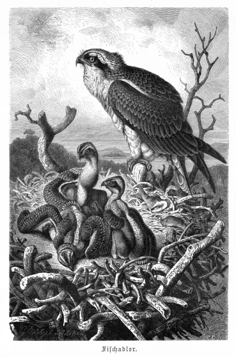 Framed Print : Bird of prey engraving 1892 Framed Print : Bird of prey engraving 1892