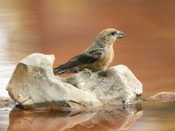 Framed Print : Bird Red Crossbill, famale, ( Loxia curvirostra ), species Passeriformes, family of finches, On a stone of a lake surrounded with water Framed Print : Bird Red Crossbill, famale, ( Loxia curvirostra ), species Passeriformes, family of finches, On a stone of a lake surrounded with water