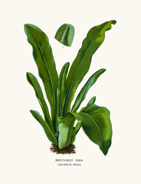 Framed Print : Bird s-nest fern Framed Print : Bird s-nest fern
