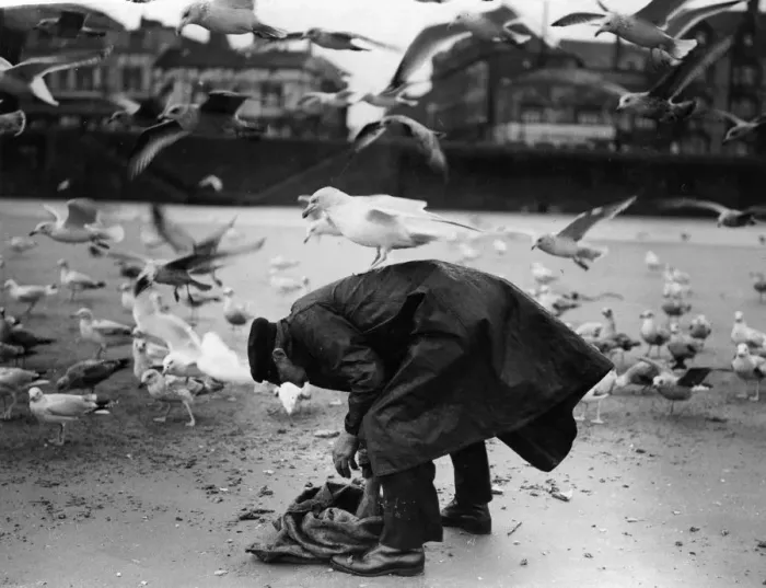 Framed Print : Bird Samaritan