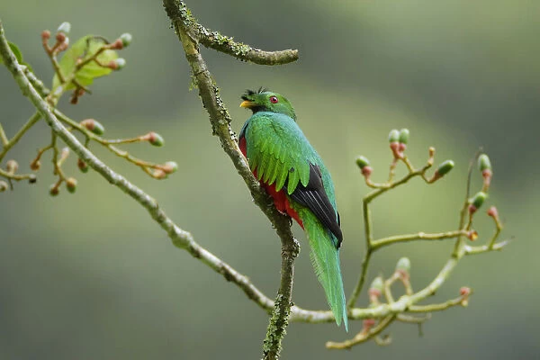 Bird sitting on aguacatillo branch, Ecuador