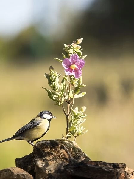 Bird of the species Carbonero com'n, (Parus major), put on a branch with flowers in spring