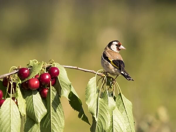 Bird of the species (Carduelis carduelis ), Put on the branch of a cherry-tree with mature cherries