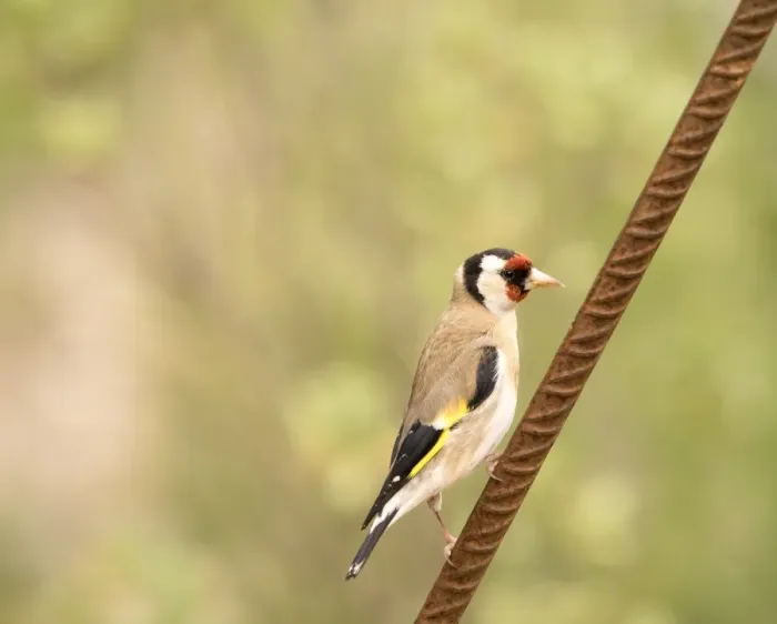 Framed Print : Bird of the species (Carduelis carduelis ), Immobile on a metallic stick