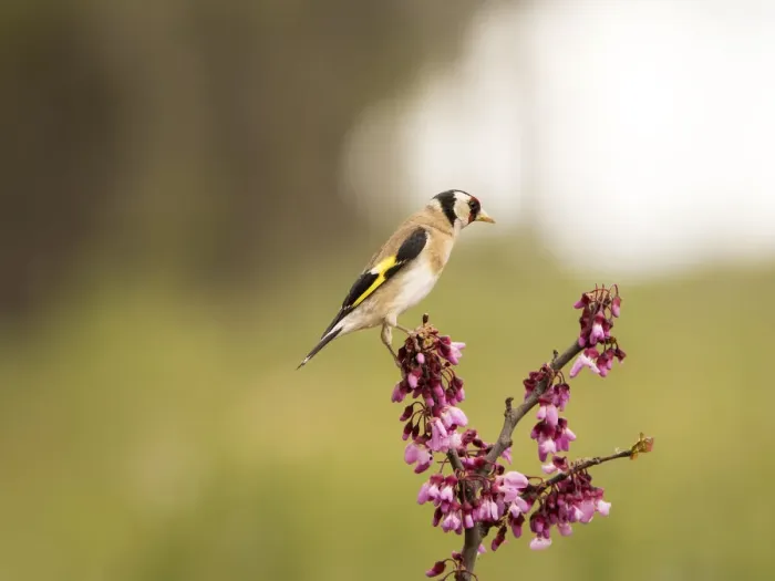 Framed Print : Bird of the species (Carduelis carduelis ), put on a branch with flowers in spring Framed Print : Bird of the species (Carduelis carduelis ), put on a branch with flowers in spring