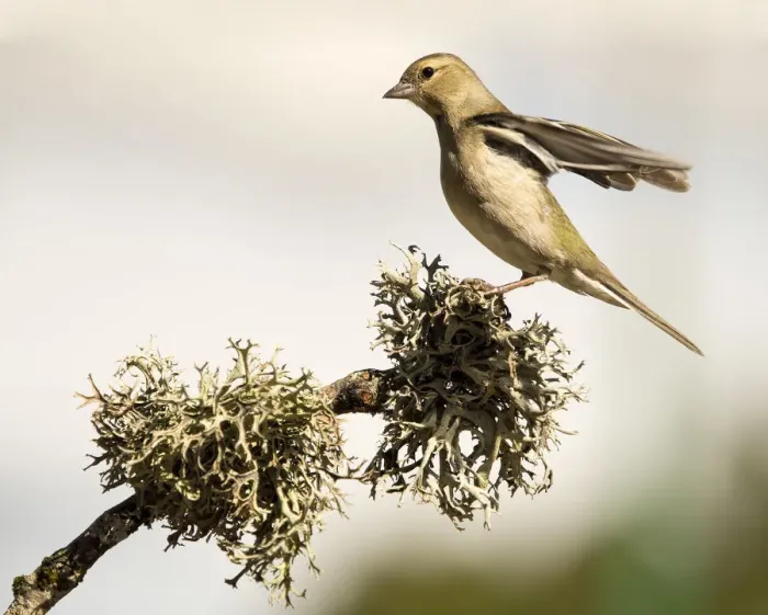 Framed Print : Bird of the species (Fringilla coelebs ), put on a branch with lichens Framed Print : Bird of the species (Fringilla coelebs ), put on a branch with lichens