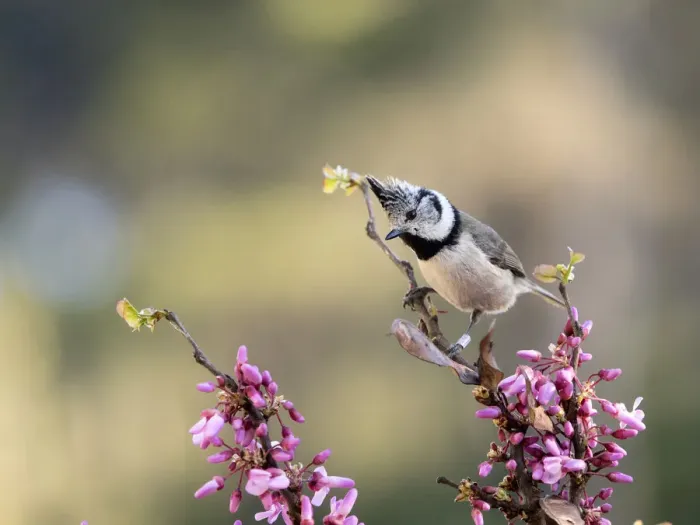 Framed Print : Bird of the species (Lophophanes cristatus), put on a branch with flowers in spring Framed Print : Bird of the species (Lophophanes cristatus), put on a branch with flowers in spring