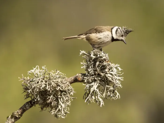 Framed Print : Bird of the species (Lophophanes cristatus), put on a branch with lichens