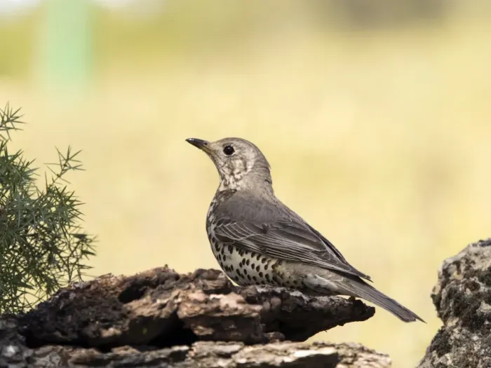 Framed Print : Bird of the species Mistle Thrush, (turdus viscivorus), camouflaged between a few branches of tree Framed Print : Bird of the species Mistle Thrush, (turdus viscivorus), camouflaged between a few branches of tree