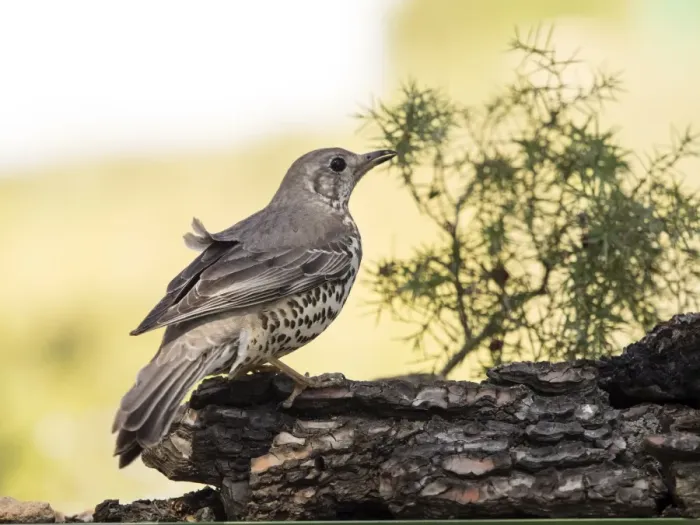 Framed Print : Bird of the species (Turdus philomelos), put on a trunk of pine