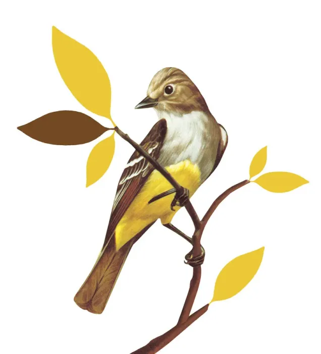 Framed Print : Bird on White Background Framed Print : Bird on White Background