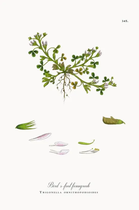 Framed Print : Birdas-foot fenugreek, Trigonella ornithopodioides, Victorian Botanical Illustration, 1863 Framed Print : Birdas-foot fenugreek, Trigonella ornithopodioides, Victorian Botanical Illustration, 1863