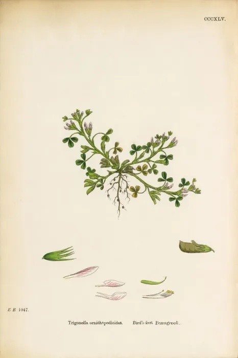 Framed Print : Birdas-foot fenugreek, Trigonella ornithopodioides, Victorian Botanical Illustration, 1863 Framed Print : Birdas-foot fenugreek, Trigonella ornithopodioides, Victorian Botanical Illustration, 1863