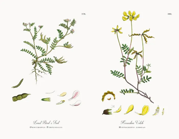 Framed Print : Least Birdas Foot, Ornithopus Perpusillus, Victorian Botanical Illustration, 1863 Framed Print : Least Birdas Foot, Ornithopus Perpusillus, Victorian Botanical Illustration, 1863