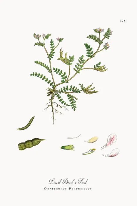 Framed Print : Least Birdas Foot, Ornithopus Perpusillus, Victorian Botanical Illustration, 1863 Framed Print : Least Birdas Foot, Ornithopus Perpusillus, Victorian Botanical Illustration, 1863