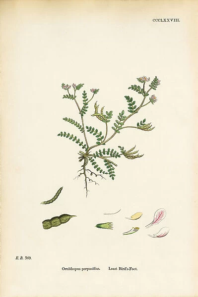 Least Birdas Foot, Ornithopus Perpusillus, Victorian Botanical Illustration, 1863