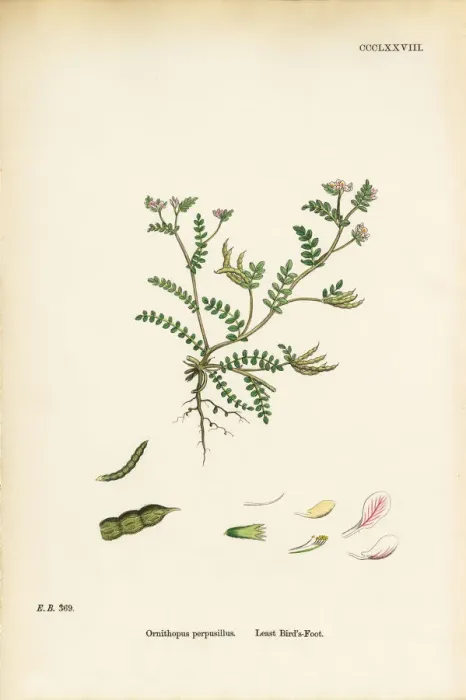 Framed Print : Least Birdas Foot, Ornithopus Perpusillus, Victorian Botanical Illustration, 1863 Framed Print : Least Birdas Foot, Ornithopus Perpusillus, Victorian Botanical Illustration, 1863