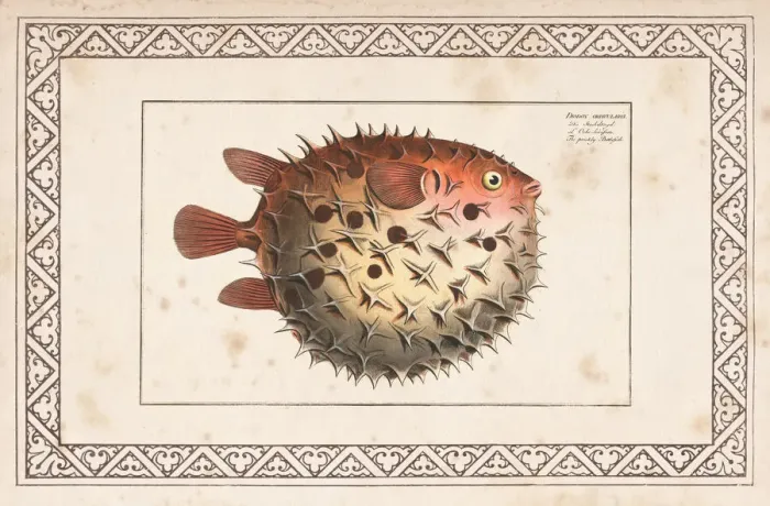 Framed Print : Birdbeak burrfish or Spotted Porcupinefish from 1797