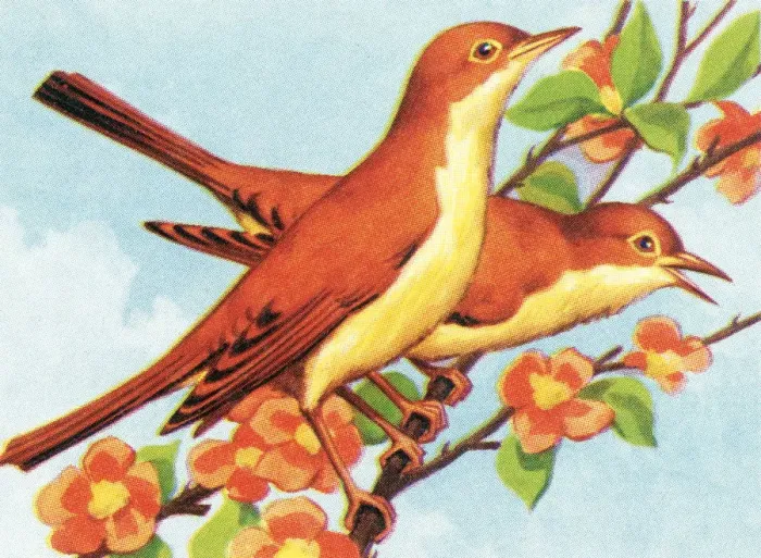 Framed Print : Two birds. http: / / csaimages.com / images / istockprofile / csa_vector_dsp.jpg Framed Print : Two birds. http: / / csaimages.com / images / istockprofile / csa_vector_dsp.jpg