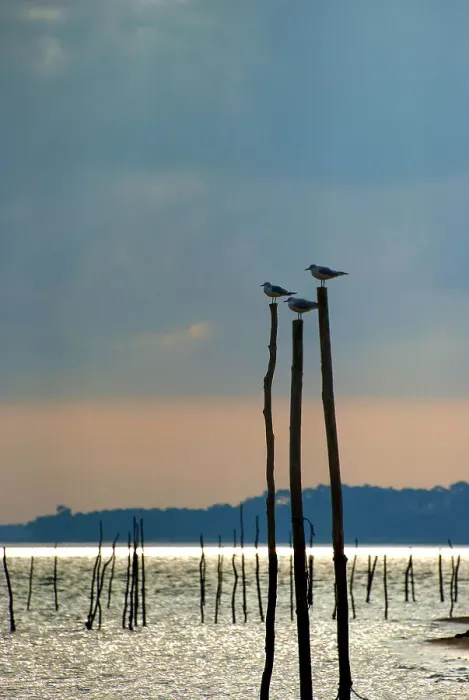 Framed Print : The three birds of the Arcachon basin Framed Print : The three birds of the Arcachon basin
