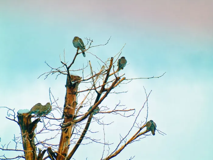 Framed Print : Birds in a Barren Tree During Winter Framed Print : Birds in a Barren Tree During Winter