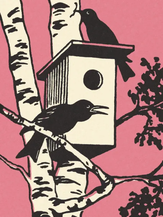 Framed Print : Two Birds and a Birdhouse Framed Print : Two Birds and a Birdhouse