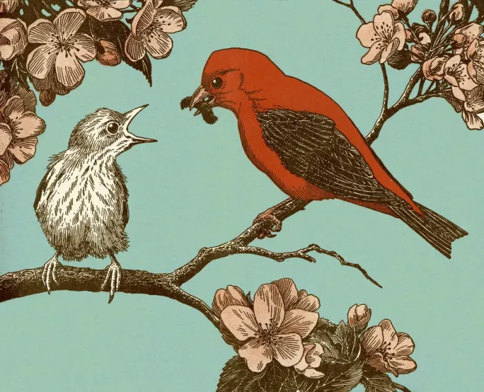 Framed Print : Two Birds on Branch Framed Print : Two Birds on Branch