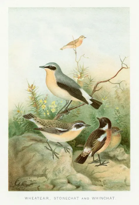 Framed Print : Birds chromolithograph 1896 Framed Print : Birds chromolithograph 1896
