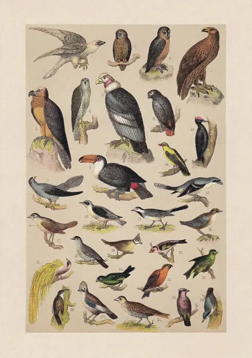 Framed Print : Birds, chromolithograph, published in 1889 Framed Print : Birds, chromolithograph, published in 1889