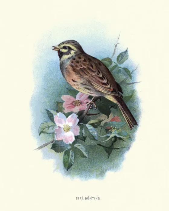 Framed Print : Birds, cirl bunting (Emberiza cirlus), passerine bird Framed Print : Birds, cirl bunting (Emberiza cirlus), passerine bird