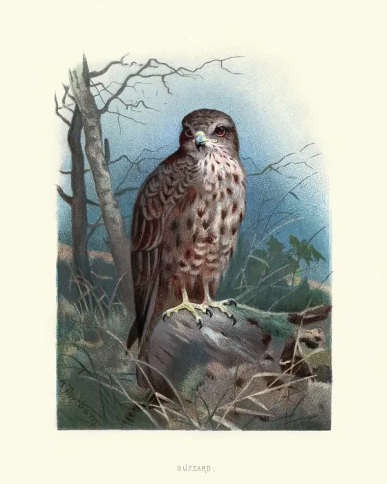 Framed Print : Birds, common buzzard (Buteo buteo), bird of prey Framed Print : Birds, common buzzard (Buteo buteo), bird of prey