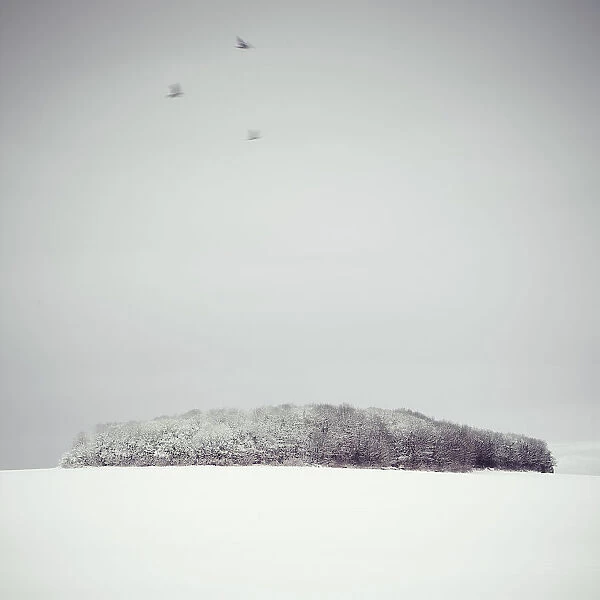 Three Birds and a Copse in the Snow