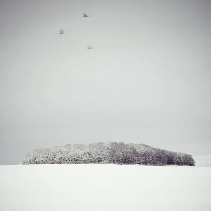 Framed Print : Three Birds and a Copse in the Snow Framed Print : Three Birds and a Copse in the Snow