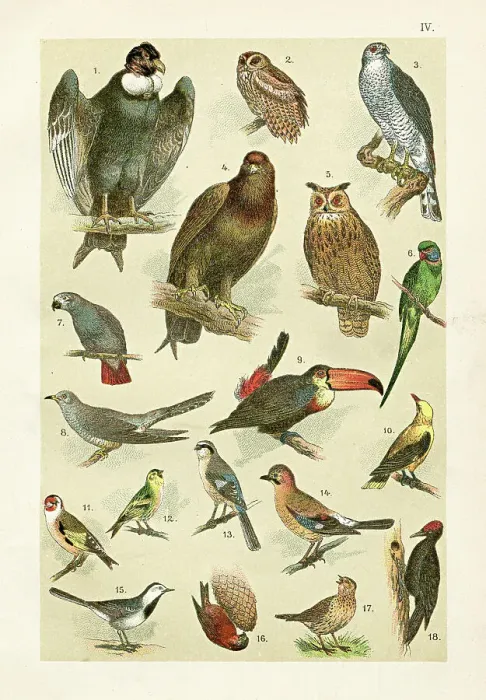 Framed Print : Birds - Eagle, toucan parakeet illustration 1899 Framed Print : Birds - Eagle, toucan parakeet illustration 1899