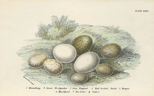 Birds Eggs