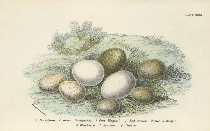 Framed Print : Birds Eggs