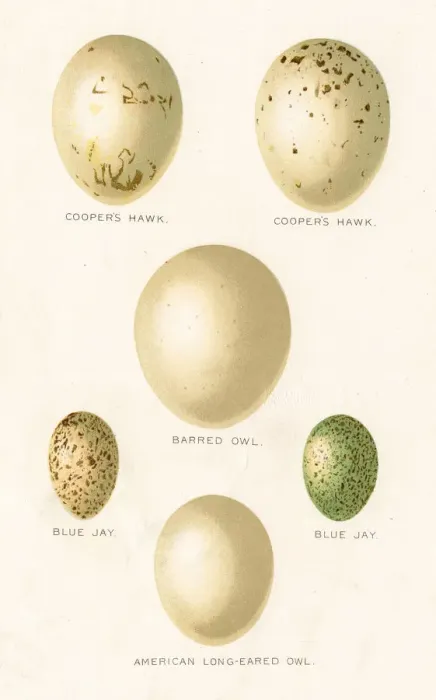 Framed Print : Birds eggs lithograph 1897 Framed Print : Birds eggs lithograph 1897