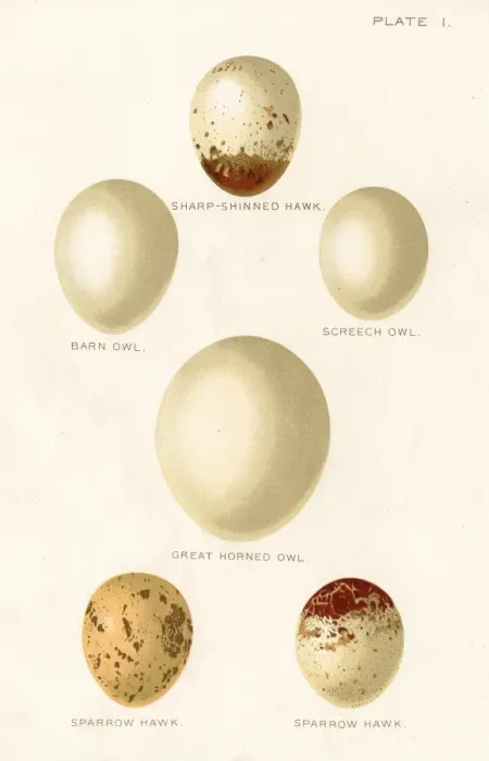 Framed Print : Birds eggs lithograph 1897 Framed Print : Birds eggs lithograph 1897