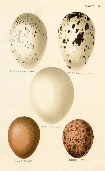 Birds eggs lithograph 1897