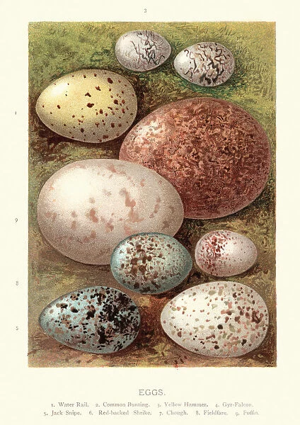 Birds eggs, Rail, Bunting, Yelllowhammer, Falcon, Snipe, Shrike, Chough, Fieldfare