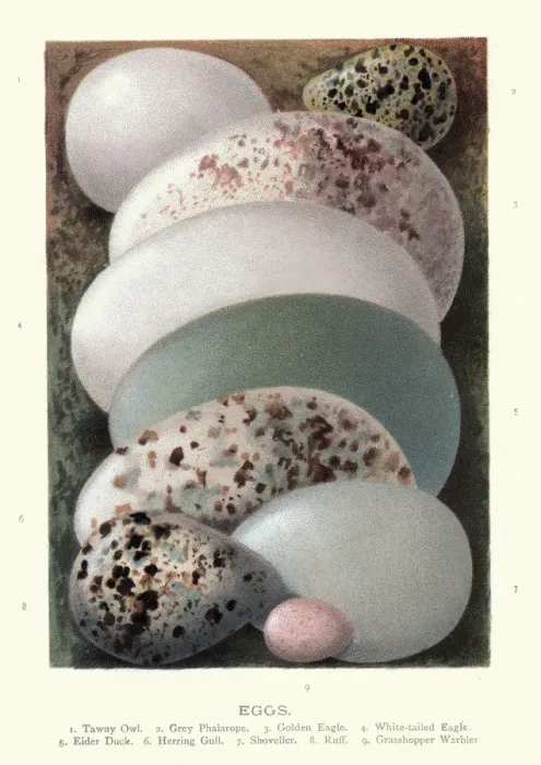 Framed Print : Birds eggs, Tawny owl, Grey Phalarope, Golden eagle, White-tailed eagle Framed Print : Birds eggs, Tawny owl, Grey Phalarope, Golden eagle, White-tailed eagle