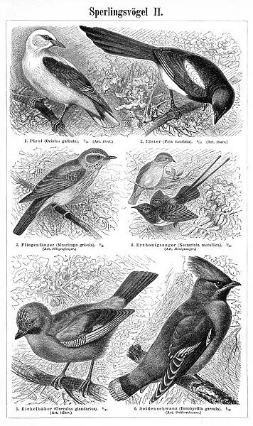 Birds engraving 1895