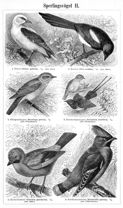 Framed Print : Birds engraving 1895 Framed Print : Birds engraving 1895